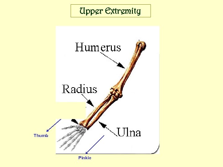 Upper Extremity Thumb Pinkie 