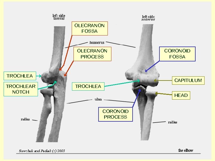 OLECRANON FOSSA OLECRANON PROCESS TROCHLEAR NOTCH CORONOID FOSSA CAPITULUM TROCHLEA HEAD CORONOID PROCESS 