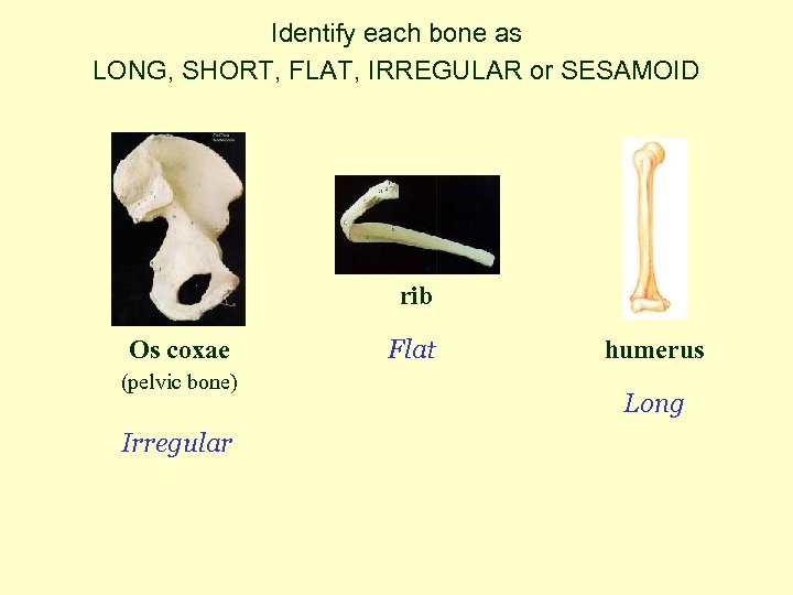 Identify each bone as LONG, SHORT, FLAT, IRREGULAR or SESAMOID rib Os coxae (pelvic