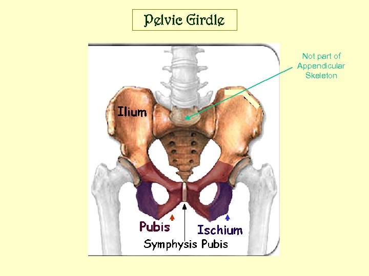 Pelvic Girdle Not part of Appendicular Skeleton 