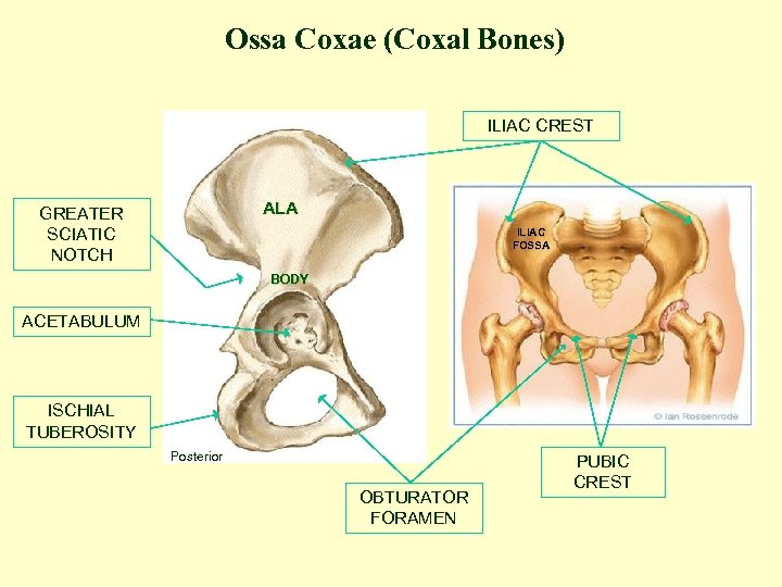 Ossa Coxae (Coxal Bones) ILIAC CREST ALA GREATER SCIATIC NOTCH ILIAC FOSSA BODY ACETABULUM