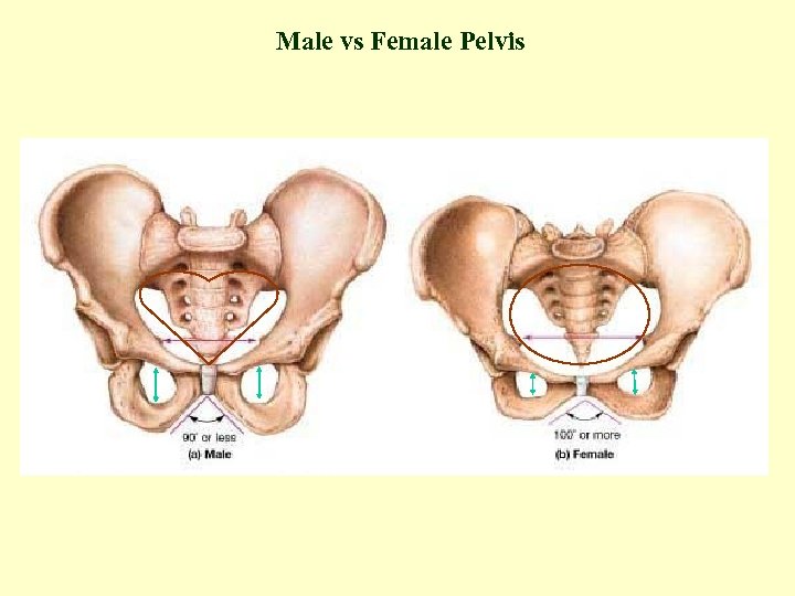 Labs 4 and 5 The Skeletal System Expanded