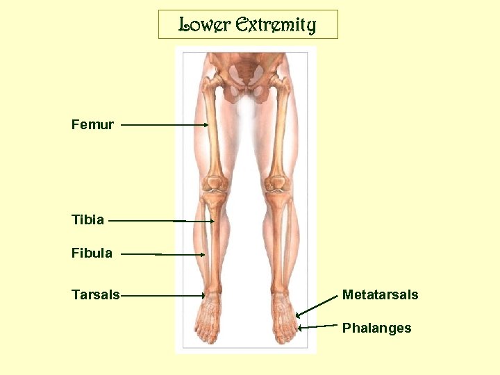 Lower Extremity Femur Tibia Fibula Tarsals Metatarsals Phalanges 