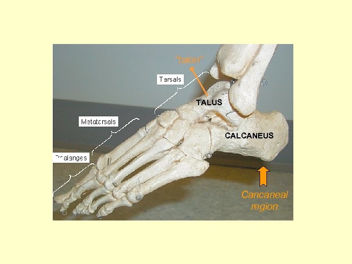 “talon” TALUS CALCANEUS Cancaneal region 