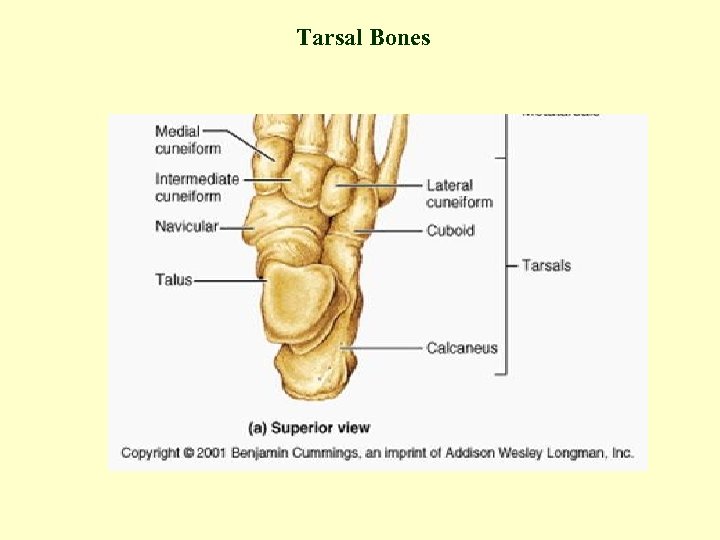 Tarsal Bones 