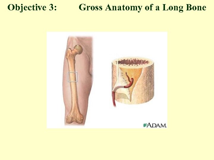 Objective 3: Gross Anatomy of a Long Bone 