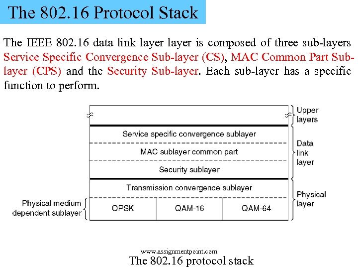 The 802. 16 Protocol Stack The IEEE 802. 16 data link layer is composed