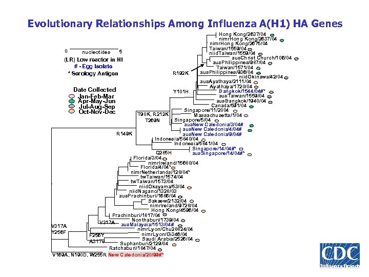 Evolutionary Relationships Among Influenza A(H 1) HA Genes Hong Kong/2637/04 nimr. Hong Kong/2675/04 Taiwan/1559/04