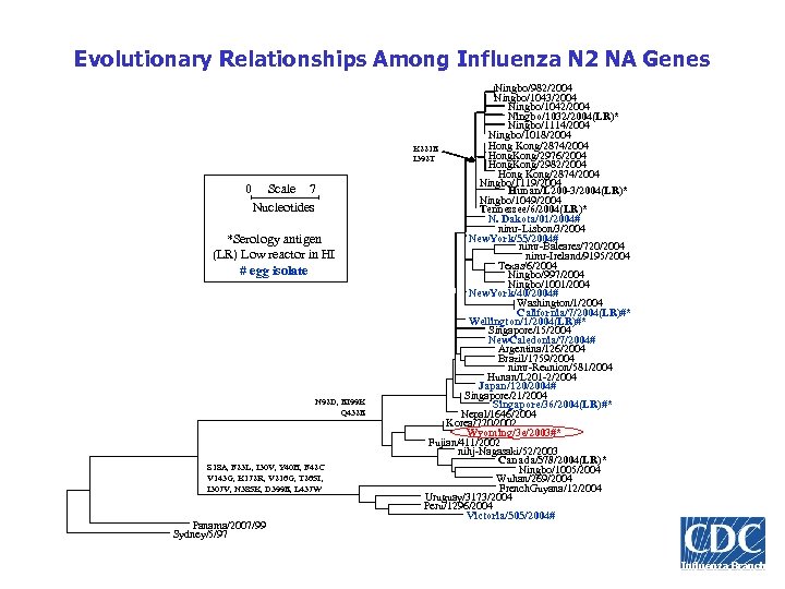 Evolutionary Relationships Among Influenza N 2 NA Genes 0 Scale 7 Nucleotides *Serology antigen