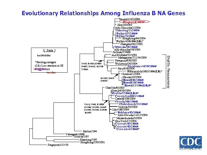 Evolutionary Relationships Among Influenza B NA Genes Shd/Sic Reassortants Taiwan/1547/2004 Jiangsu/10/2003#* Jilin/20/2003 nihj-Shizuoka/2/2004 Shandong/22/2003#
