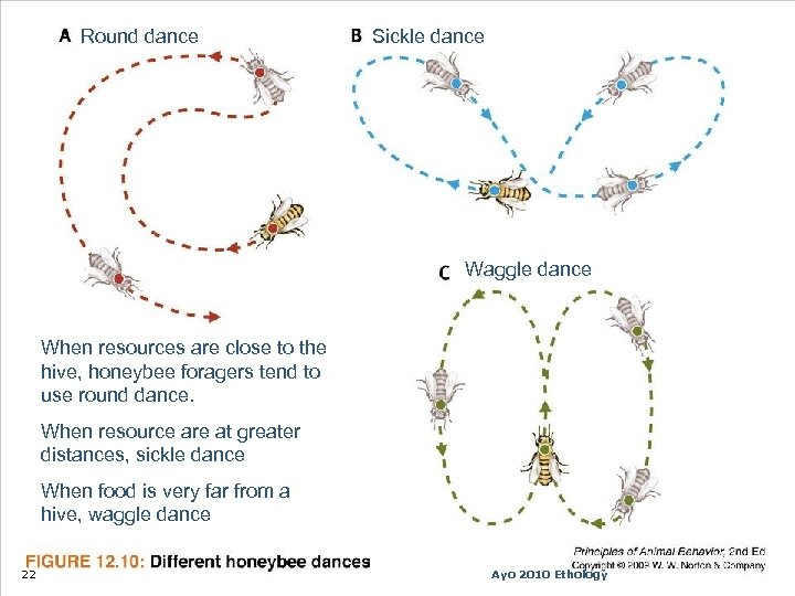 Round dance Sickle dance Waggle dance When resources are close to the hive, honeybee