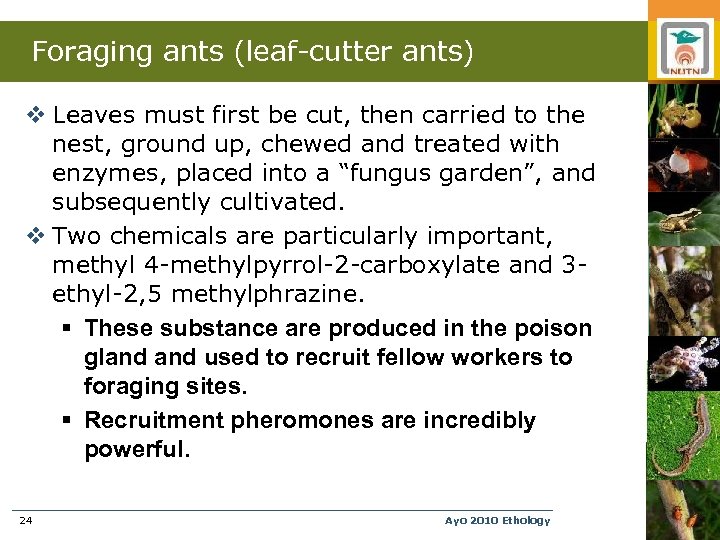 Foraging ants (leaf-cutter ants) v Leaves must first be cut, then carried to the