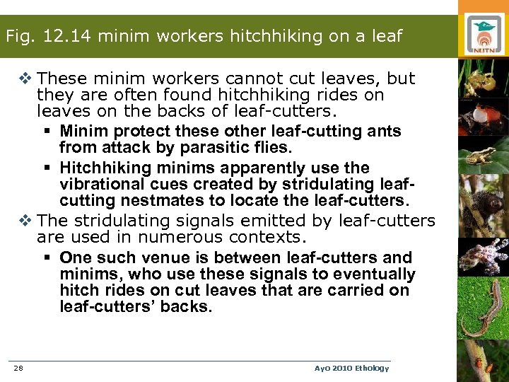 Fig. 12. 14 minim workers hitchhiking on a leaf v These minim workers cannot