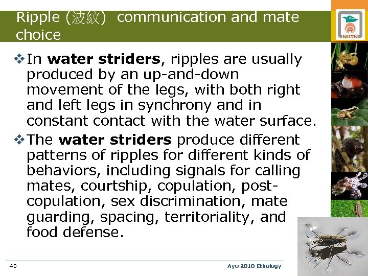 Ripple (波紋) communication and mate choice v In water striders, ripples are usually produced