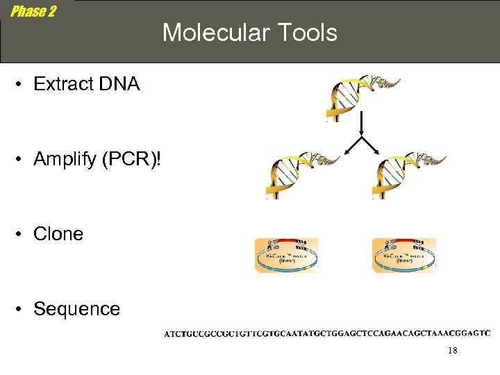 Phase 2 Molecular Tools • Extract DNA • Amplify (PCR)! • Clone • Sequence