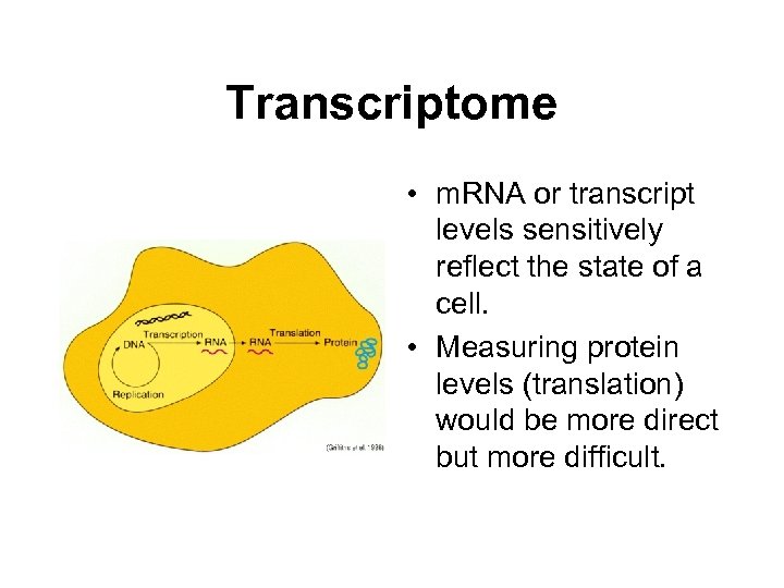 Transcriptome • m. RNA or transcript levels sensitively reflect the state of a cell.