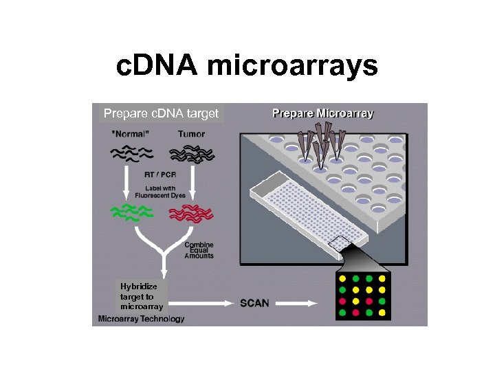 c. DNA microarrays Prepare c. DNA target Hybridize target to microarray 