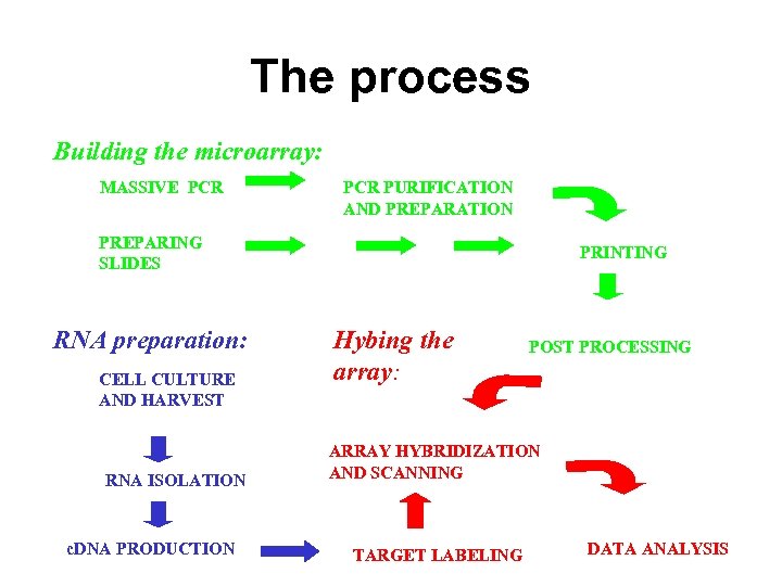 The process Building the microarray: MASSIVE PCR PURIFICATION AND PREPARATION PREPARING SLIDES RNA preparation: