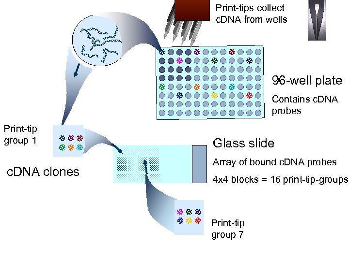 Print-tips collect c. DNA from wells 96 -well plate Contains c. DNA probes Print-tip