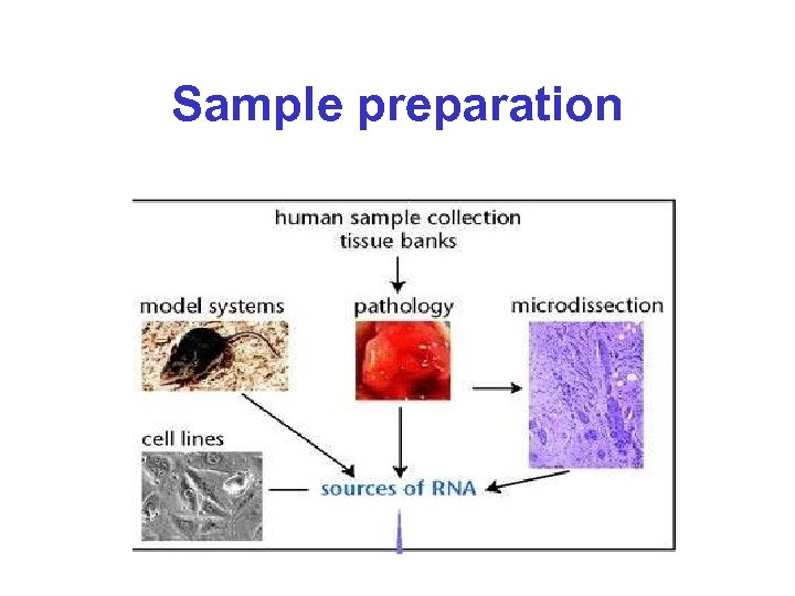 Sample preparation 