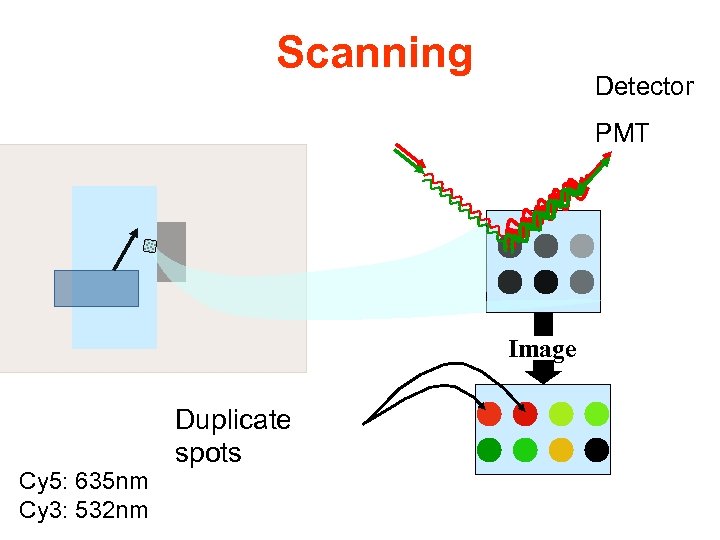 Scanning Detector PMT Image Cy 5: 635 nm Cy 3: 532 nm Duplicate spots