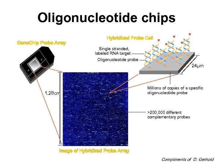 Oligonucleotide chips Gene. Chip Probe Array Hybridized Probe Cell Single stranded, labeled RNA target