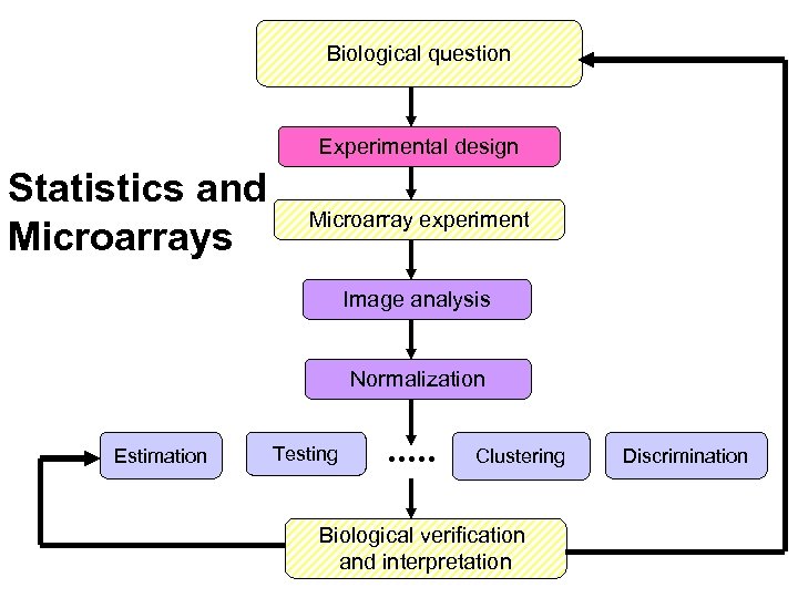 Biological question Experimental design Statistics and Microarrays Microarray experiment Image analysis Normalization Estimation Testing