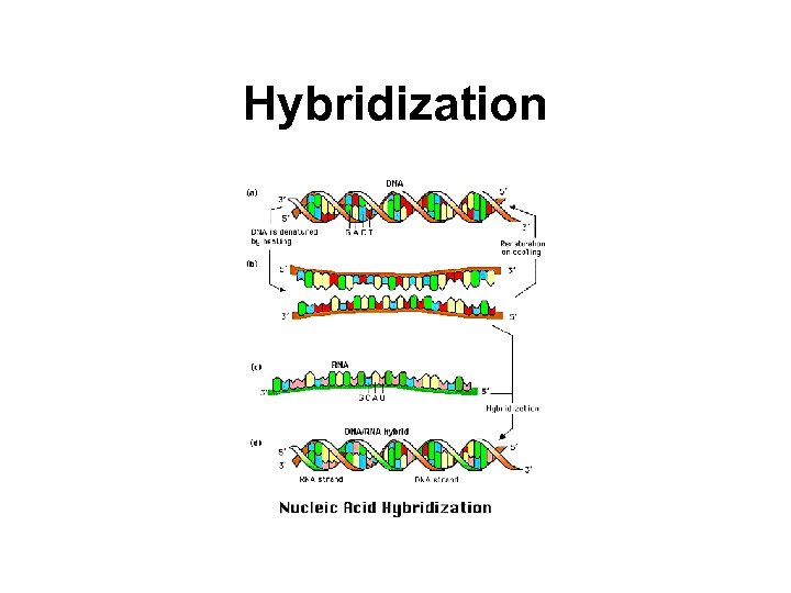 Hybridization 