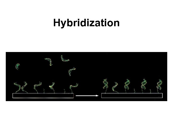 Hybridization 