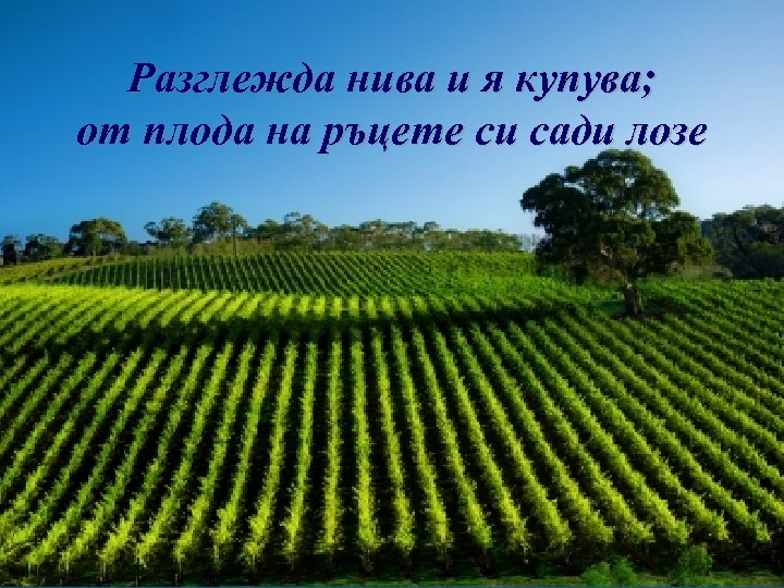 Разглежда нива и я купува; от плода на ръцете си сади лозе 