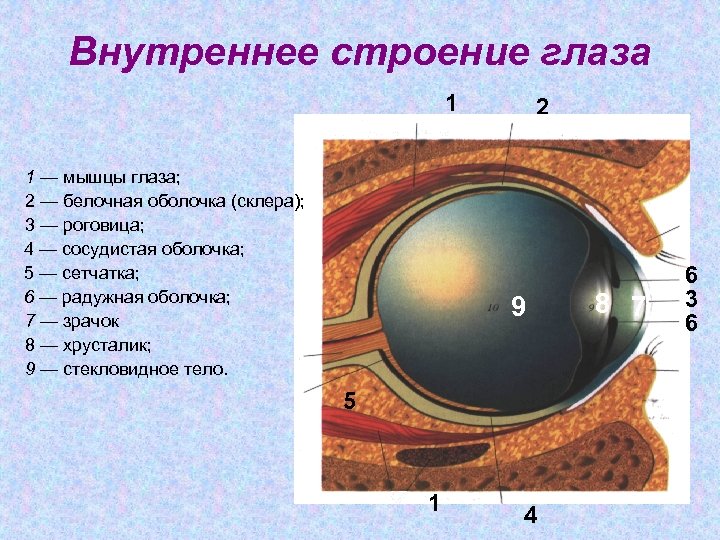 Внутреннее строение глаза 1 1 — мышцы глаза; 2 — белочная оболочка (склера); 3