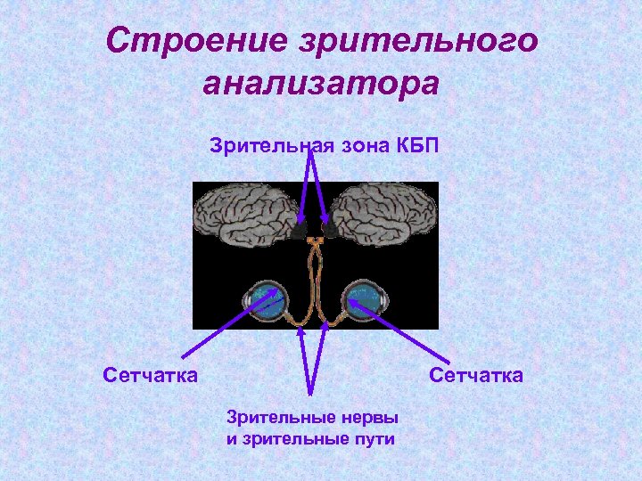 Строение зрительного анализатора Зрительная зона КБП Сетчатка Зрительные нервы и зрительные пути 