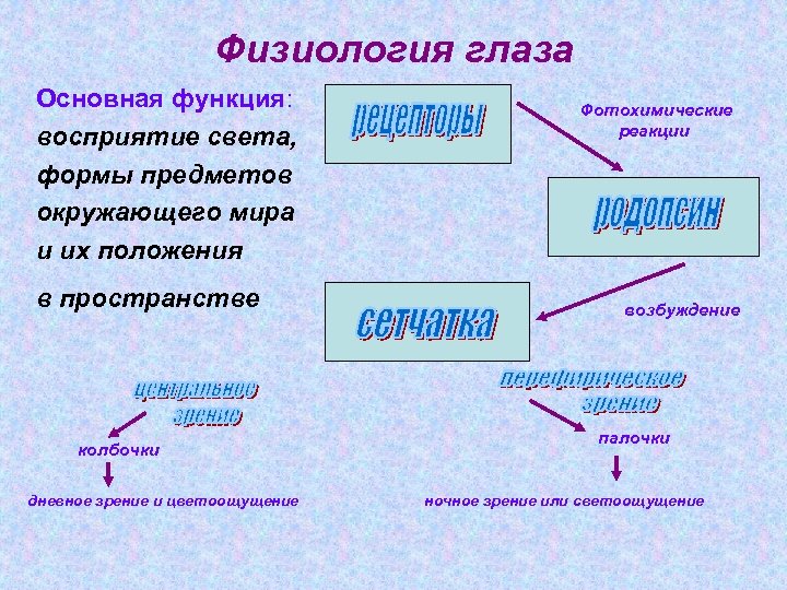 Физиология глаза Основная функция: восприятие света, формы предметов окружающего мира и их положения в
