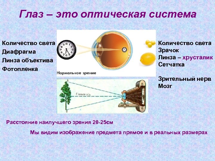 Глаз – это оптическая система Количество света Диафрагма Линза объектива Фотопленка Количество света Зрачок