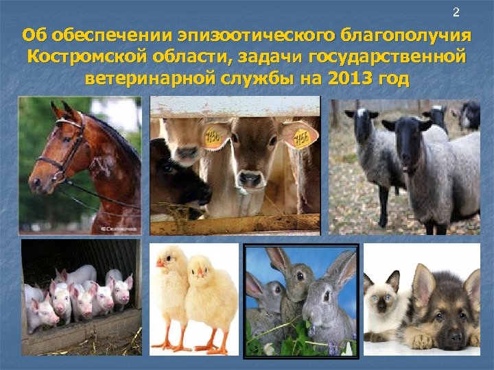 2 Об обеспечении эпизоотического благополучия Костромской области, задачи государственной ветеринарной службы на 2013 год