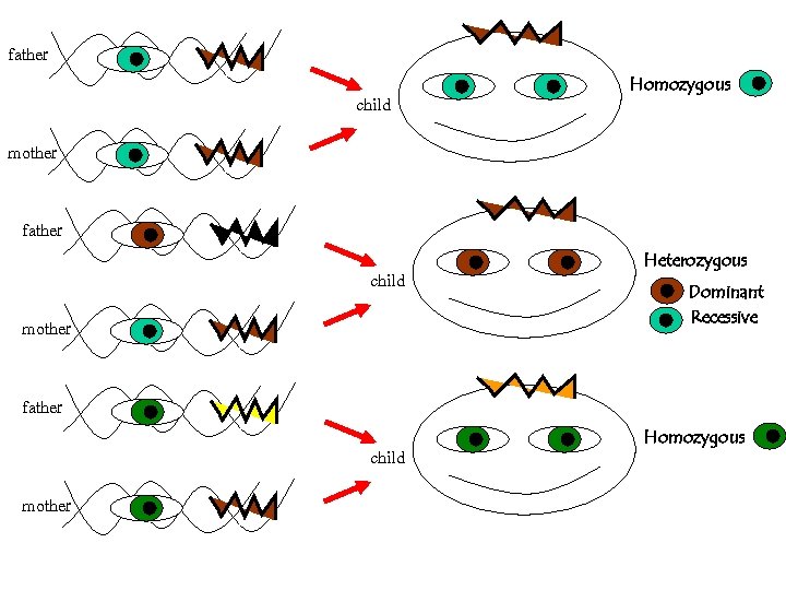father child Homozygous mother father child mother Heterozygous Dominant Recessive father child mother Homozygous