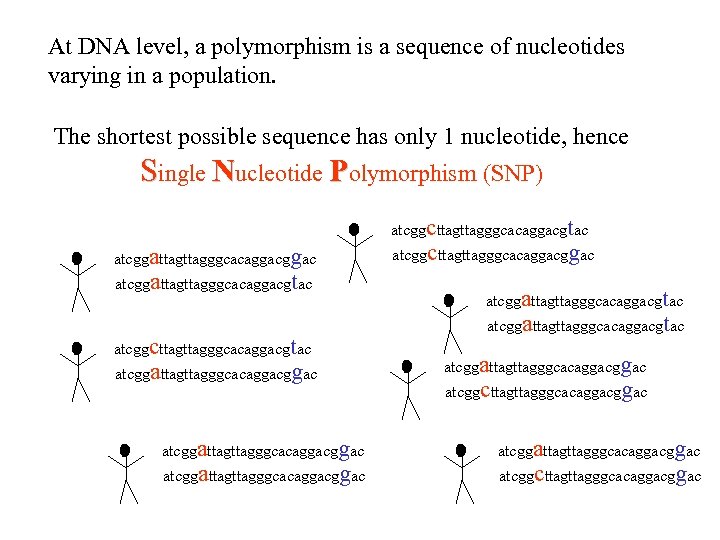 At DNA level, a polymorphism is a sequence of nucleotides varying in a population.