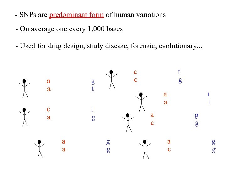 - SNPs are predominant form of human variations - On average one every 1,