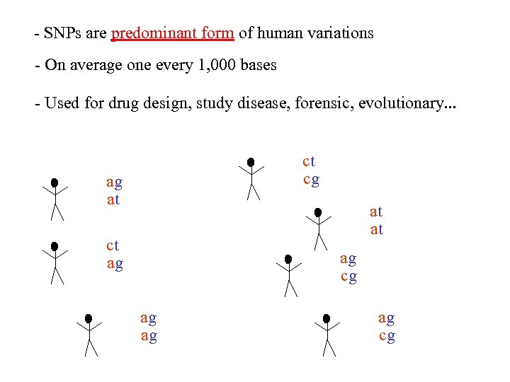 - SNPs are predominant form of human variations - On average one every 1,