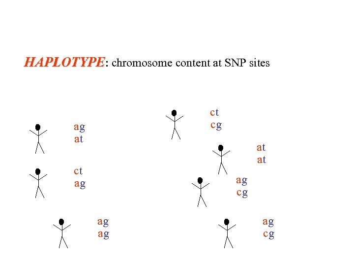 HAPLOTYPE: chromosome content at SNP sites ct cg ag at at at ct ag