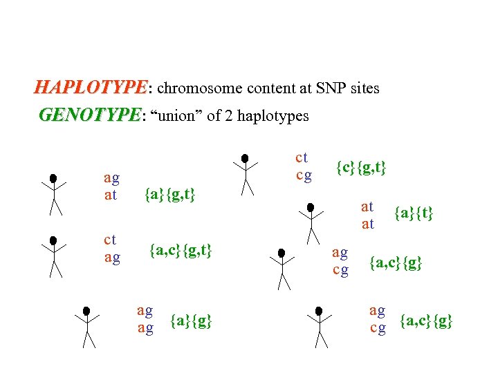 HAPLOTYPE: chromosome content at SNP sites GENOTYPE: “union” of 2 haplotypes ag at ct
