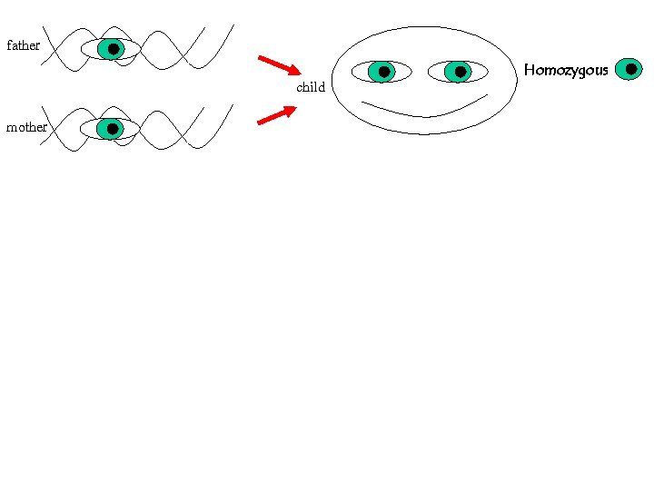 father child mother Homozygous 