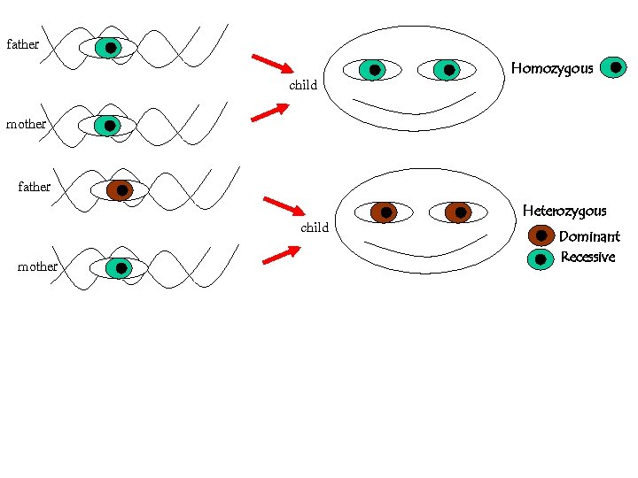 father child Homozygous mother father child mother Heterozygous Dominant Recessive 