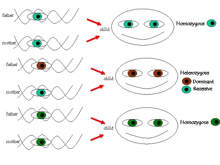 father child Homozygous mother father child mother Heterozygous Dominant Recessive father child mother Homozygous