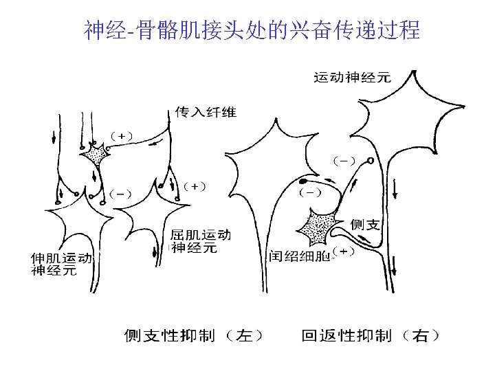 神经-骨骼肌接头处的兴奋传递过程 