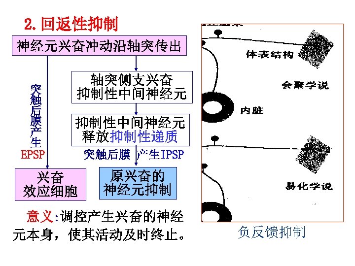 2. 回返性抑制 神经元兴奋冲动沿轴突传出 突 触 后 膜 产 生 EPSP 轴突侧支兴奋 抑制性中间神经元 释放抑制性递质 兴奋