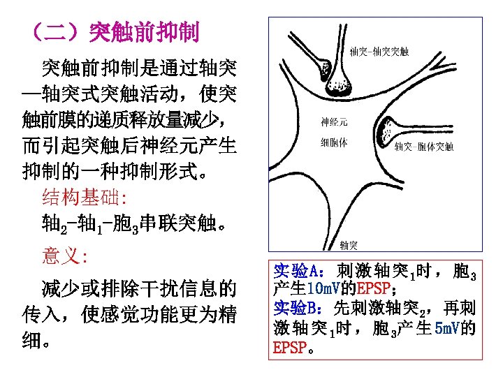 （二）突触前抑制是通过轴突 —轴突式突触活动，使突 触前膜的递质释放量减少， 而引起突触后神经元产生 抑制的一种抑制形式。 结构基础: 轴 2 -轴 1 -胞 3串联突触。 意义: 减少或排除干扰信息的