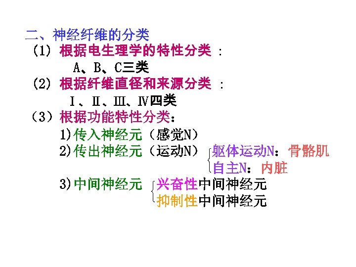 二、神经纤维的分类 （1）根据电生理学的特性分类 ： A、B、C三类 （2）根据纤维直径和来源分类 ： Ⅰ、Ⅱ、Ⅲ、Ⅳ四类 （3）根据功能特性分类： 1)传入神经元（感觉N） 2)传出神经元（运动N） 躯体运动N：骨骼肌 自主N：内脏 3)中间神经元 兴奋性中间神经元