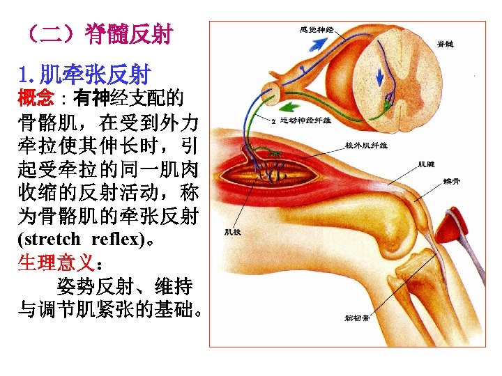 （二）脊髓反射 1. 肌牵张反射 概念：有神经支配的 骨骼肌，在受到外力 牵拉使其伸长时，引 起受牵拉的同一肌肉 收缩的反射活动，称 为骨骼肌的牵张反射 (stretch reflex)。 生理意义： 姿势反射、维持 与调节肌紧张的基础。