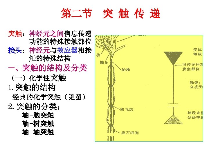 第二节 突 触 传 递 突触：神经元之间信息传递 功能的特殊接触部位 接头：神经元与效应器相接 触的特殊结构 一、突触的结构及分类 （一）化学性突触 1. 突触的结构 经典的化学突触（见图）